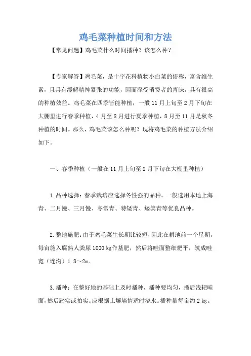 鸡毛菜种植时间和方法