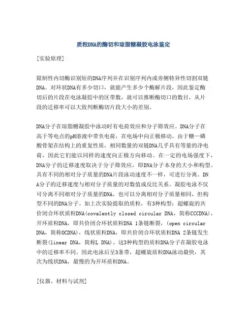 质粒DNA的酶切和琼脂糖凝胶电泳鉴定