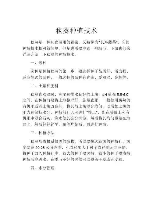 秋葵种植技术