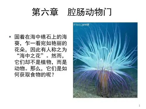 腔肠动物门ppt课件