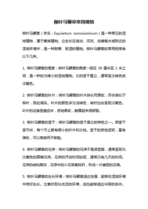 柳叶马鞭草常用规格