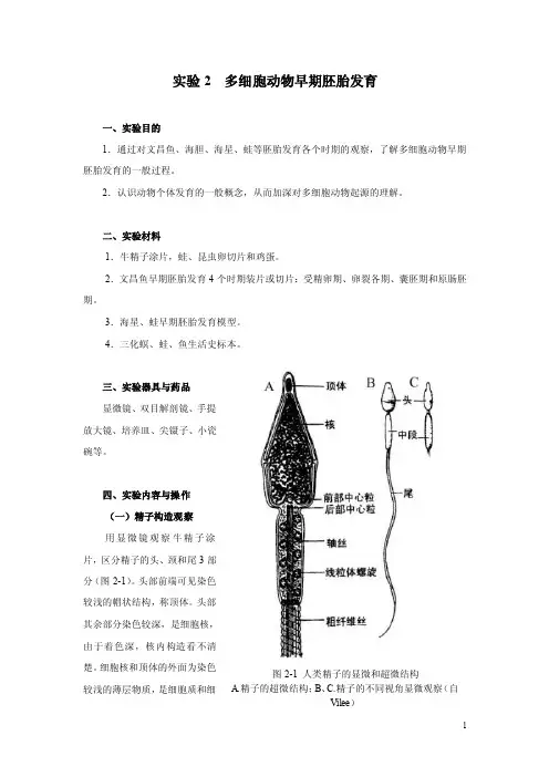 多细胞动物早期胚胎发育