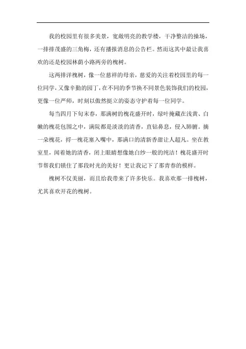 校园里的洋槐树作文