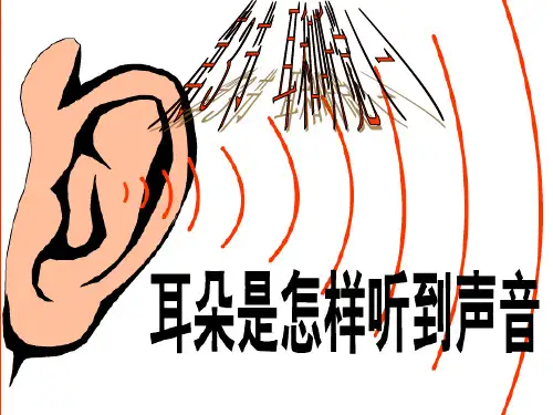 耳和听觉(PPT课件(初中科学)28张)