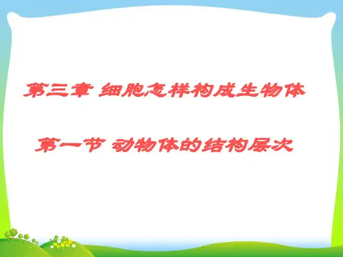 细胞怎样构成生物体-课件