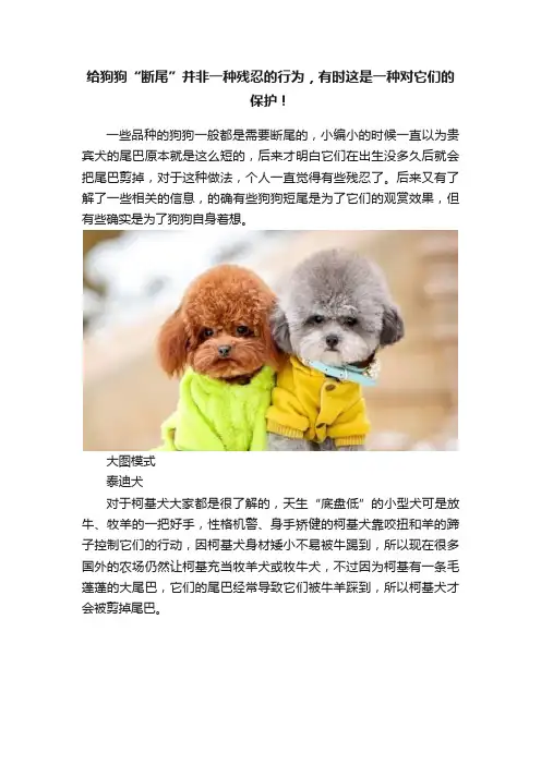 给狗狗“断尾”并非一种残忍的行为，有时这是一种对它们的保护！