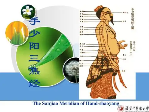 手少阳三焦经