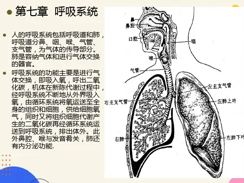 组织学与解剖学呼吸系统