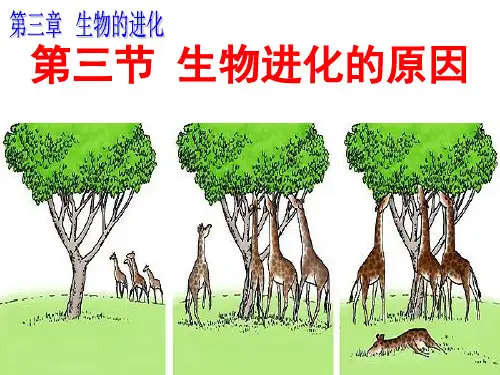 八年级生物下册第七单元第三章第三节生物进化的原因课件(人教版生物)