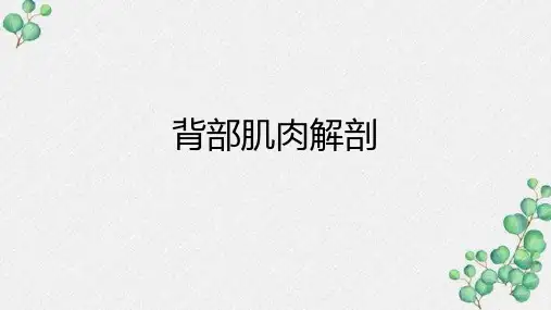 背部肌肉解剖
