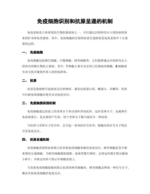 免疫细胞识别和抗原呈递的机制