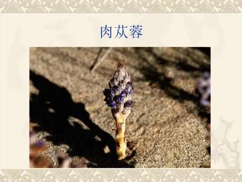 肉苁蓉