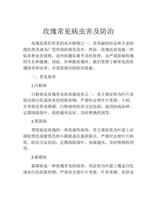 玫瑰常见病虫害及防治