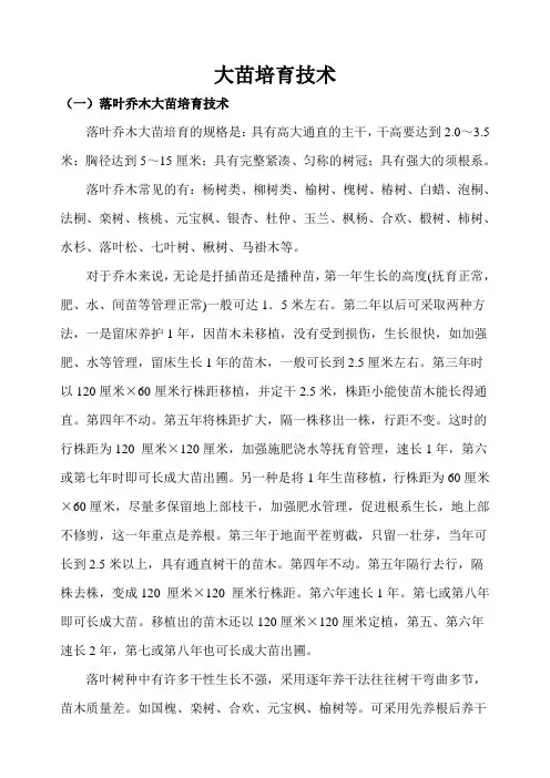 大苗培育技术