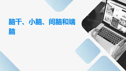 脑干、小脑间脑和端脑