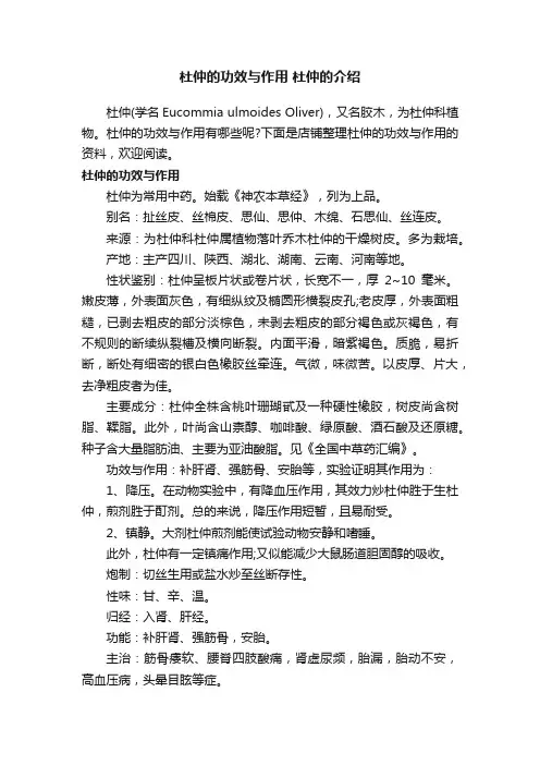 杜仲的功效与作用杜仲的介绍