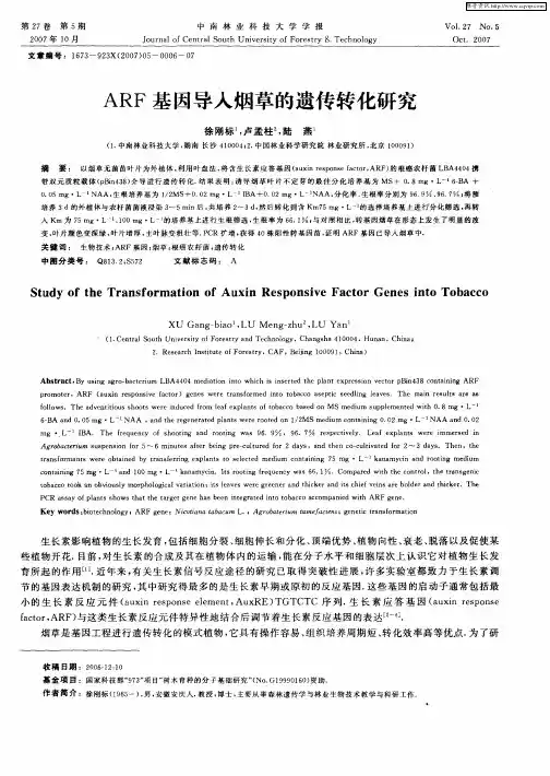 ARF基因导人烟草的遗传转化研究