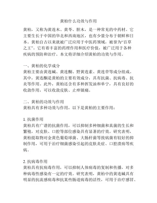 黄柏什么功效与作用