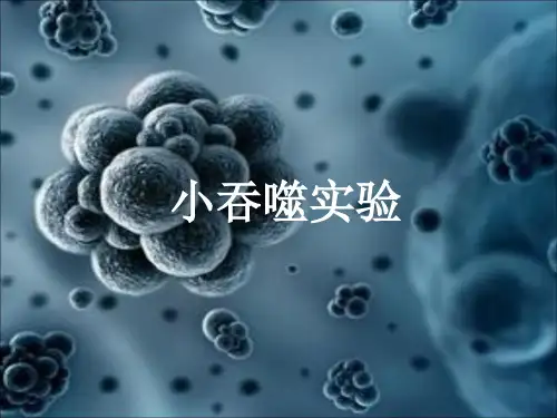 小吞噬细胞实验幻灯片课件