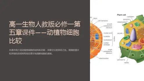 高一生物人教版必修一第五章课件——动植物细胞比较