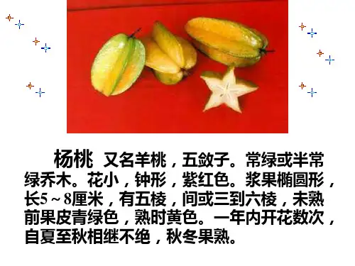 《画杨桃》公开课ppt课件(24页)