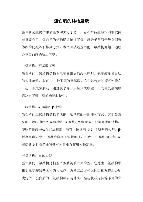 蛋白质的结构层级