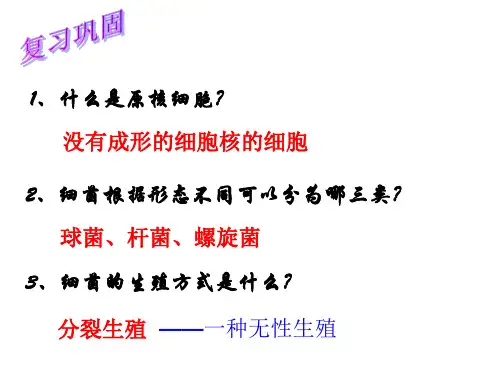 浙教版科学七年级下册1.6细菌和真菌的繁殖课件PPT