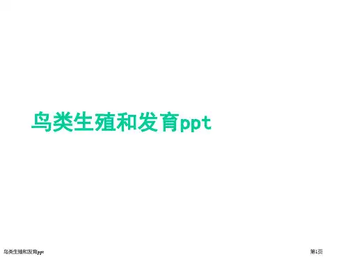 鸟类生殖和发育ppt