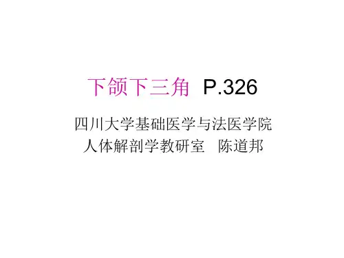 17下颌下三角,颏下三角,甲状腺区