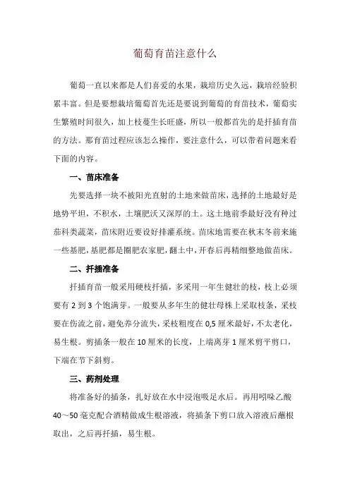 葡萄育苗注意什么