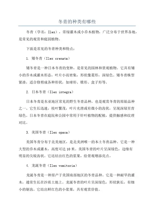 冬青的种类有哪些