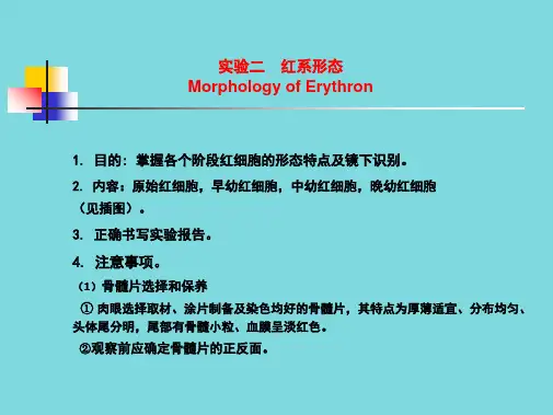 掌握各个阶段红细胞的形态特点及镜下识别(分析“红细胞”文档)共9张PPT