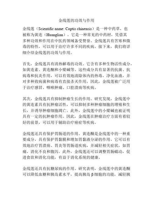 金线莲的功效与作用