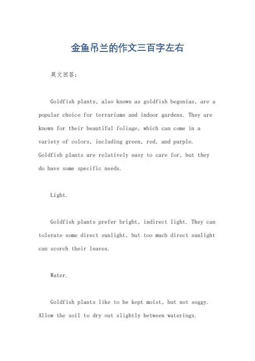 金鱼吊兰的作文三百字左右