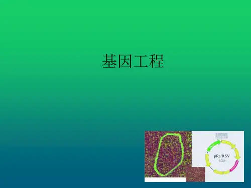 人教版高中生物必修二第六章第2节《基因工程及其应用》 课件 (共39张PPT)