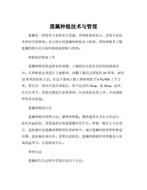 莲藕种植技术与管理