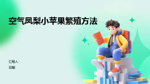 空气凤梨小苹果繁殖方法