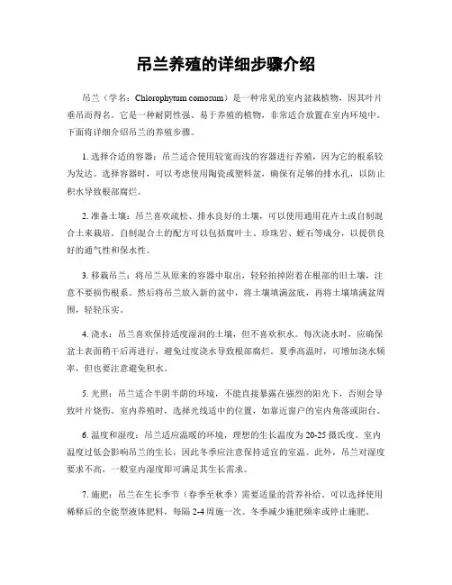 吊兰养殖的详细步骤介绍