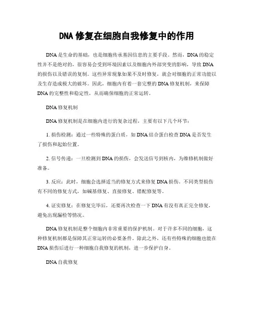 DNA修复在细胞自我修复中的作用