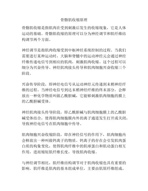骨骼肌收缩原理