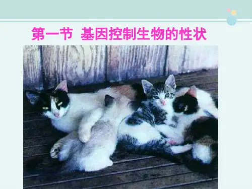 第一节基因控制生物的性状-完整版PPT课件