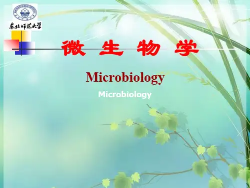 高中生物 微生物学 PPT课件 图文
