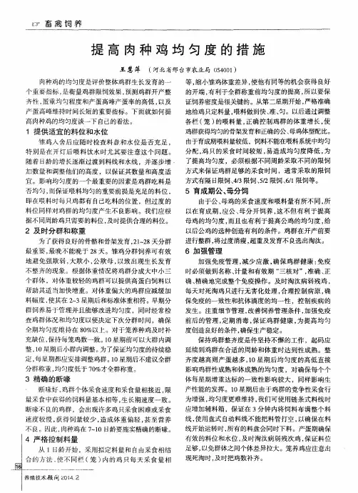 提高肉种鸡均匀度的措施
