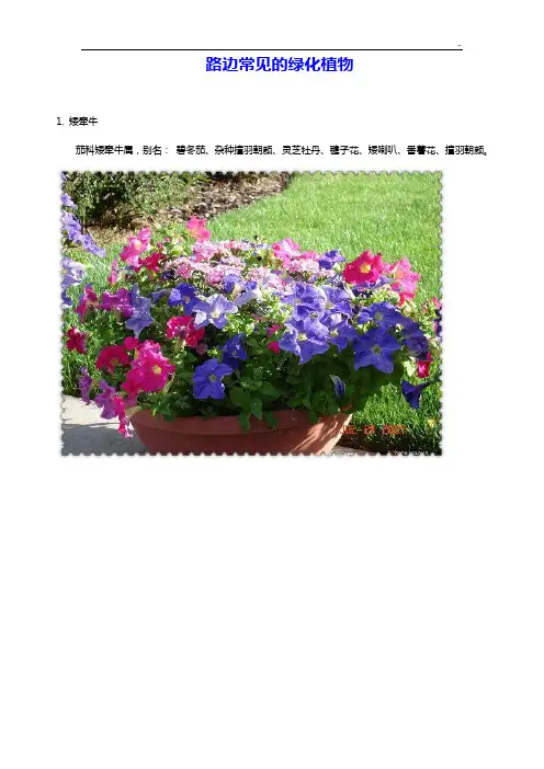 常见道路绿化,园林绿化植物百余种(附图)