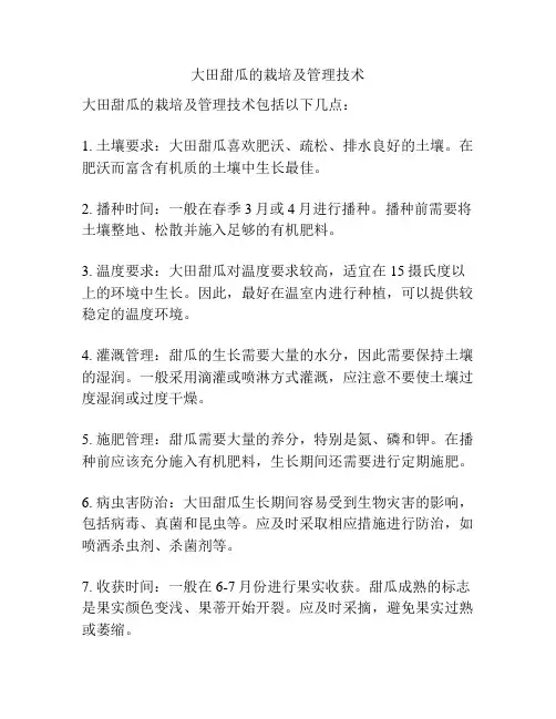 大田甜瓜的栽培及管理技术