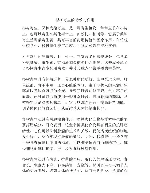 杉树寄生的功效与作用