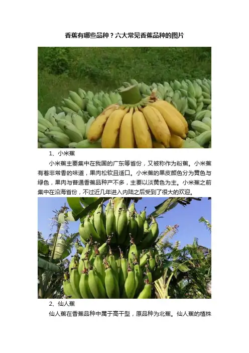 香蕉有哪些品种？六大常见香蕉品种的图片