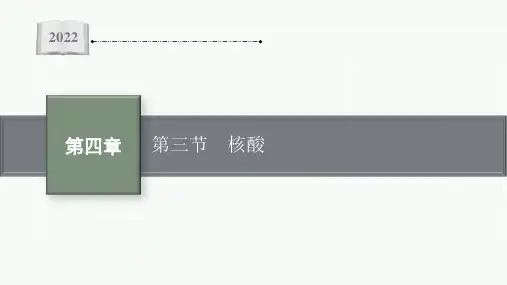 第四章第3节 核酸课件2021-2022学年下学期高二化学人教版(2019)选择性必修3