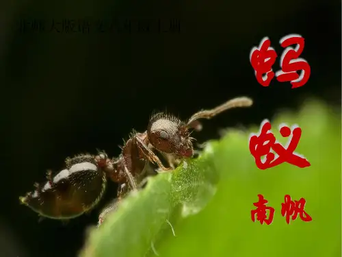 《蚂蚁》PPT课件(上课用)
