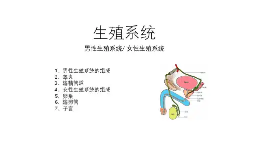 解剖男性与女性生殖系统